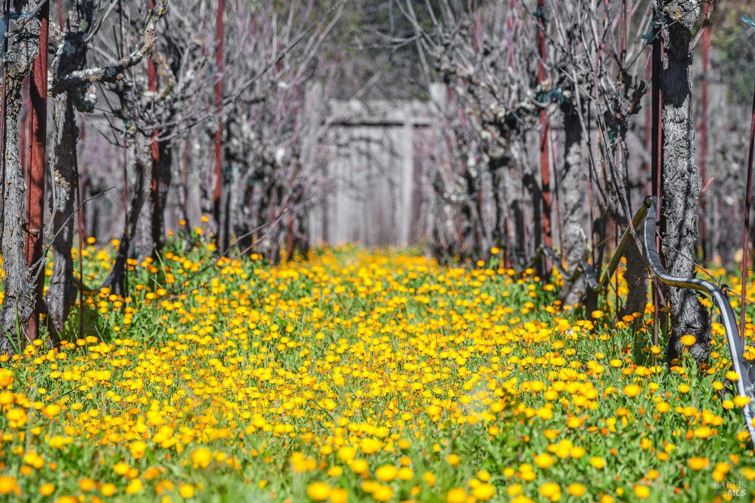 MLS #325080492 img 39