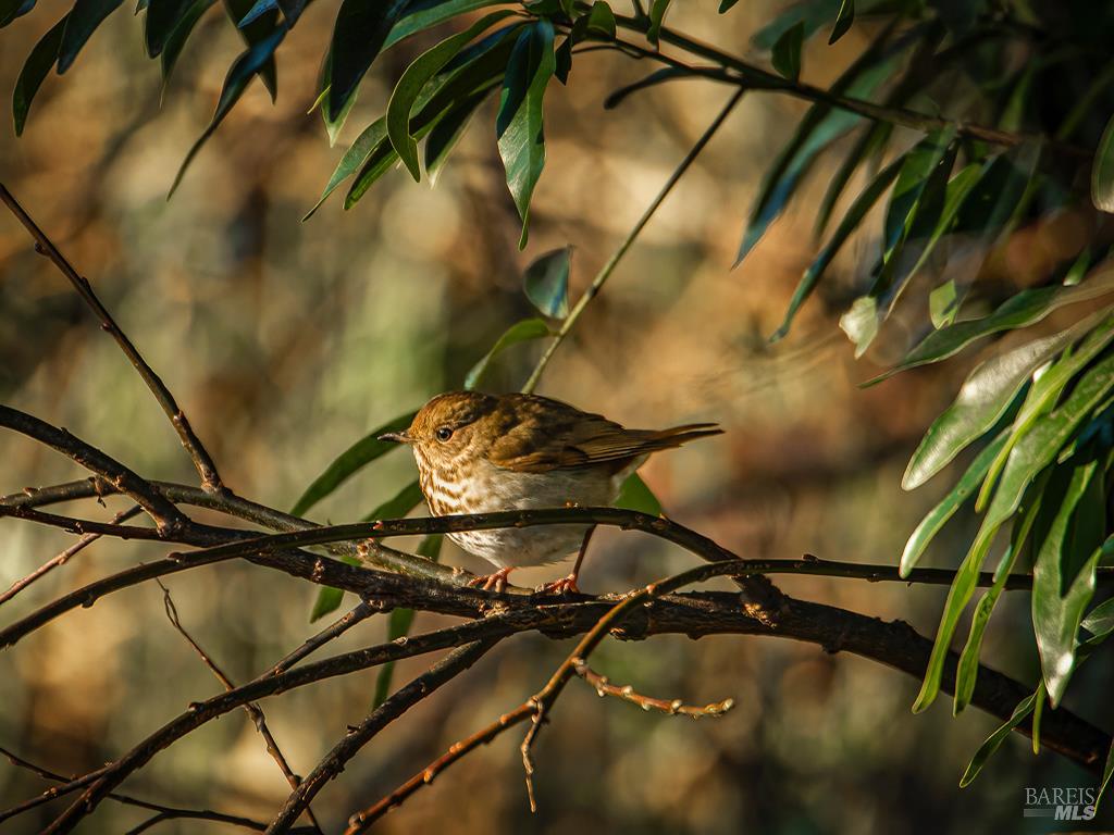 MLS #325088303 img 28