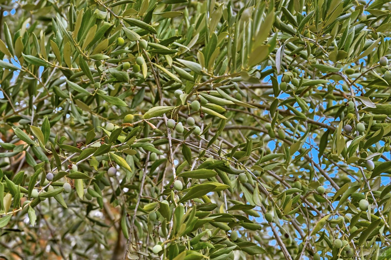 MLS #326008265 img 52