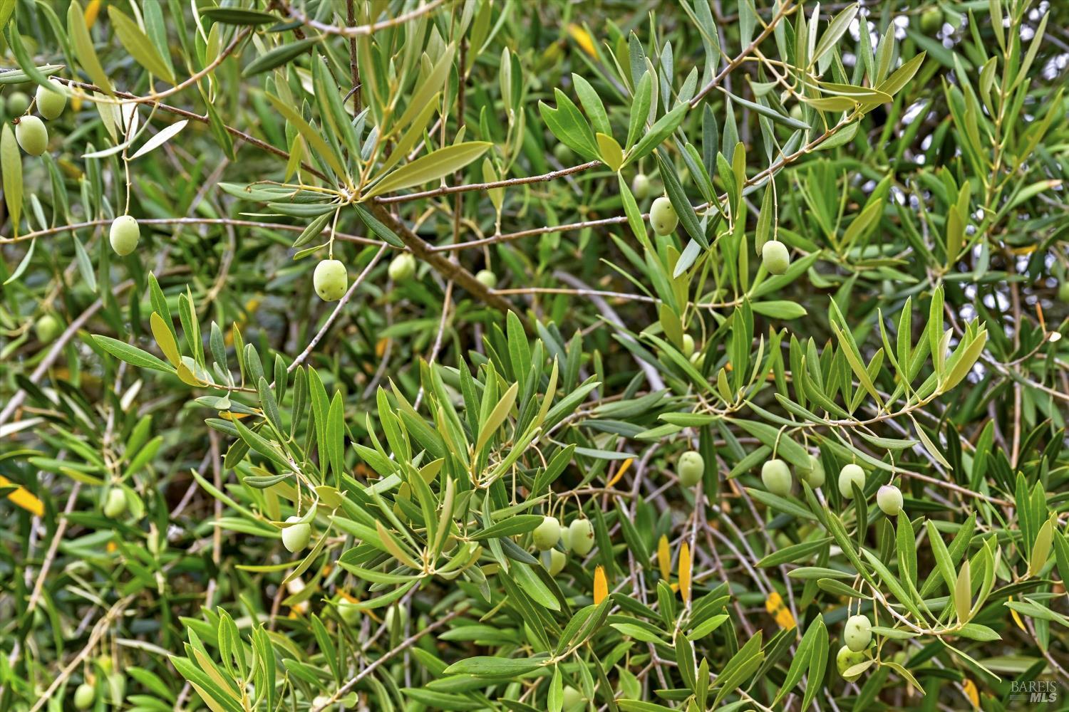 MLS #326008265 img 53