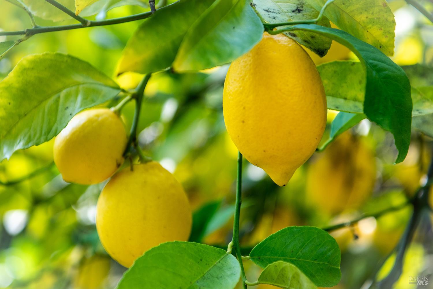 MLS #326010084 img 35