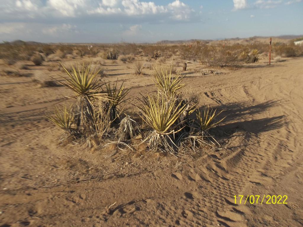 MLS #219082002PS image #22