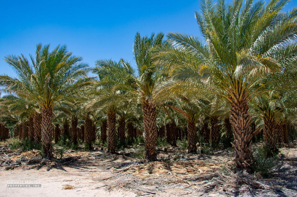 MLS #219097592DA image #5