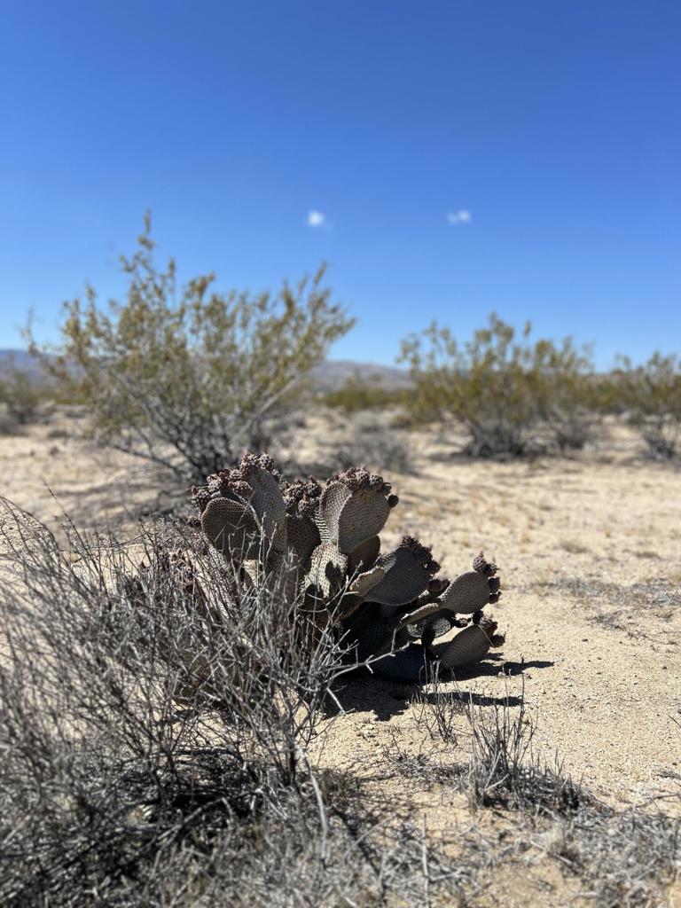 MLS #219105074DA image #3