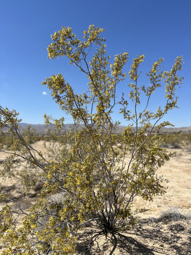 MLS #219105074DA image #4