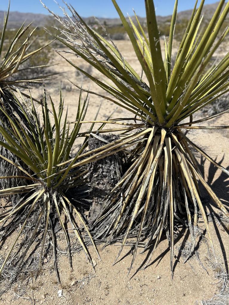 MLS #219105074DA image #7