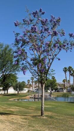 MLS #219116677DA image #8