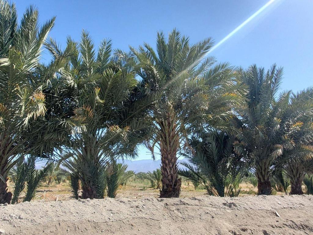 MLS #219117908DA image #6