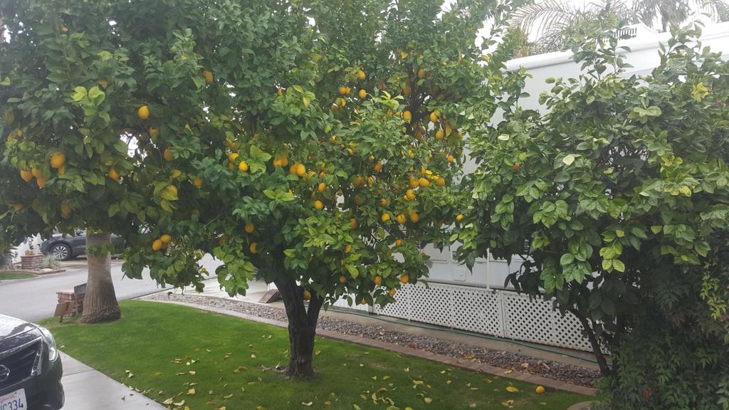 MLS #219123421DA image #9