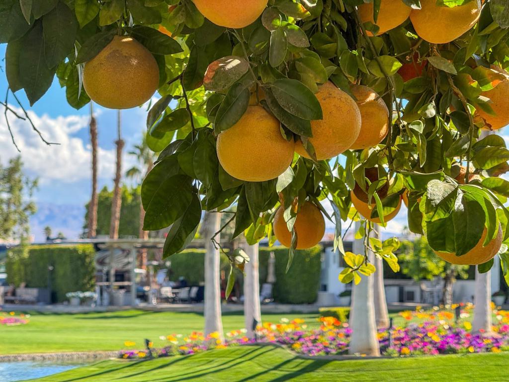 MLS #219123941DA image #14