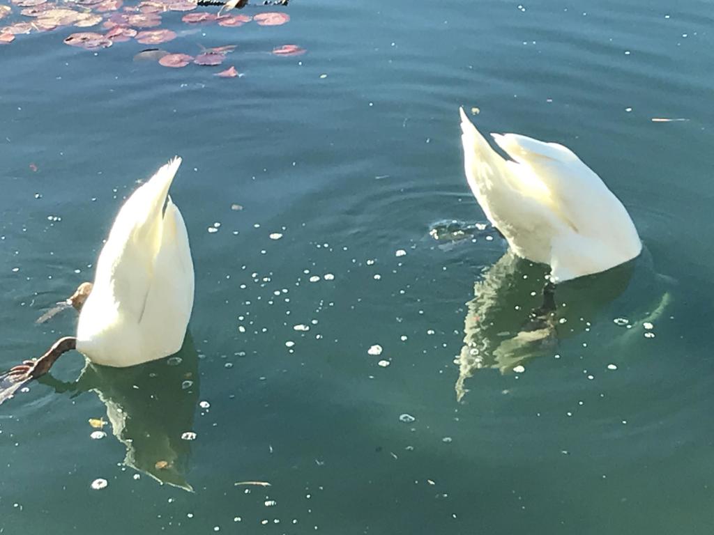 MLS #219124557DA image #58