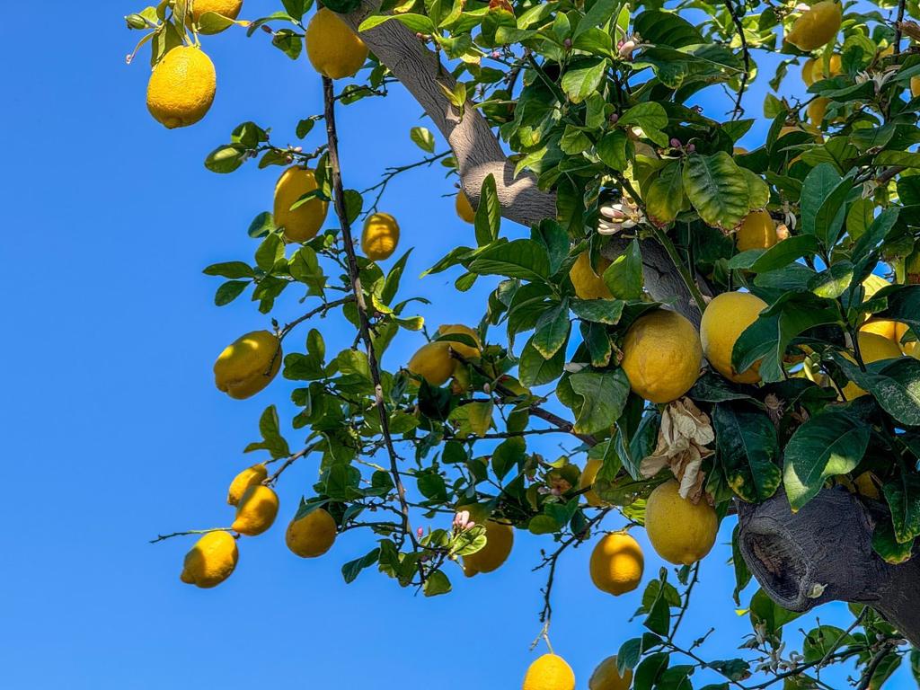 MLS #219125317DA image #7