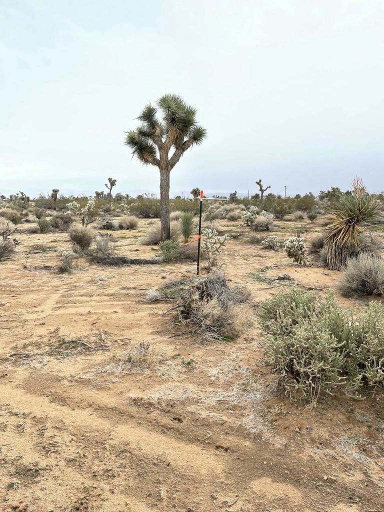 MLS #219125786DA image #7