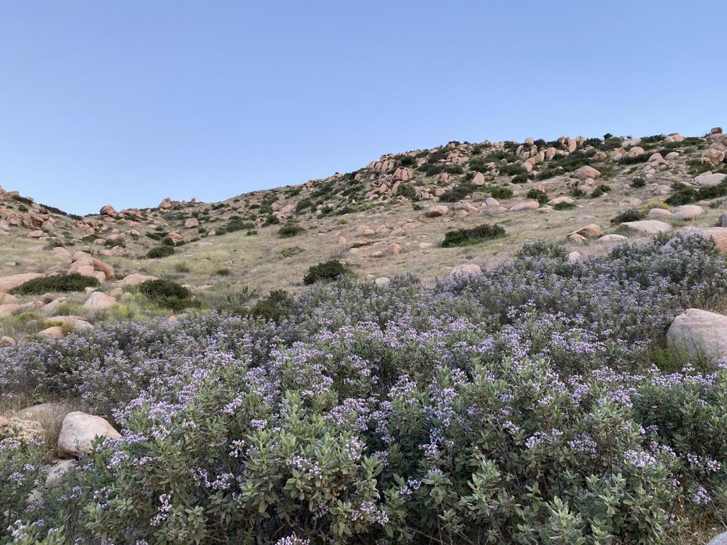 MLS #219125939DA image #6