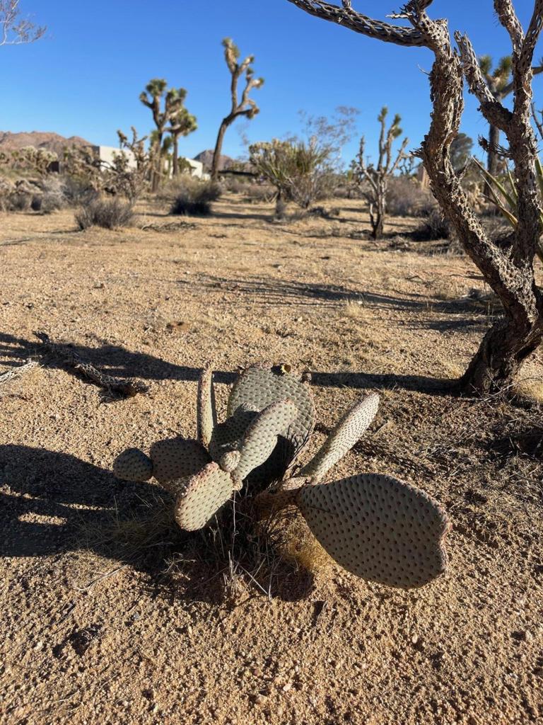 MLS #219127215DA image #5