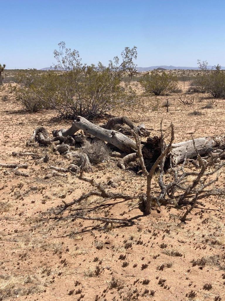 MLS #219128713DA image #13