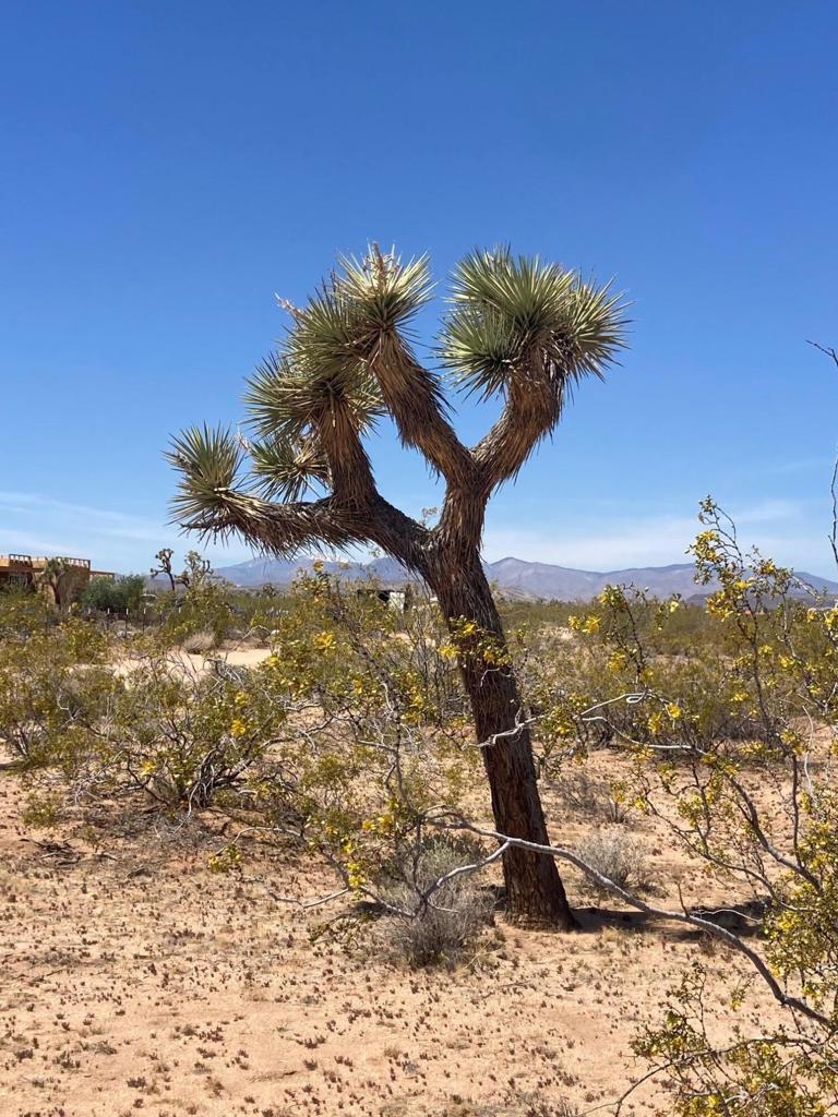 MLS #219128713DA image #6