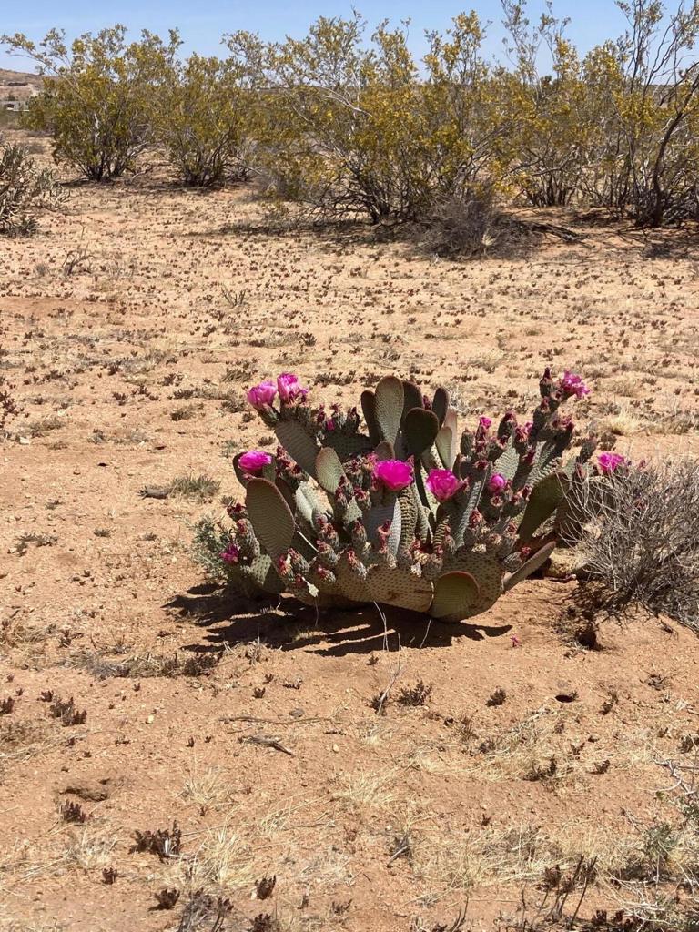 MLS #219128713DA image #7