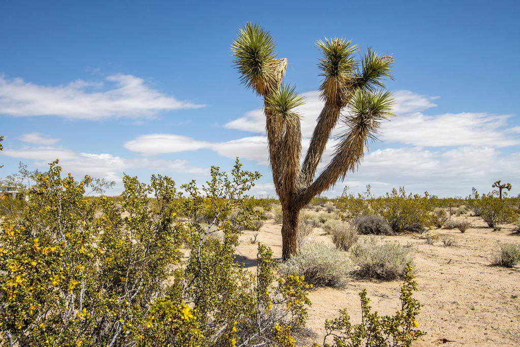 MLS #219128780PS image #19