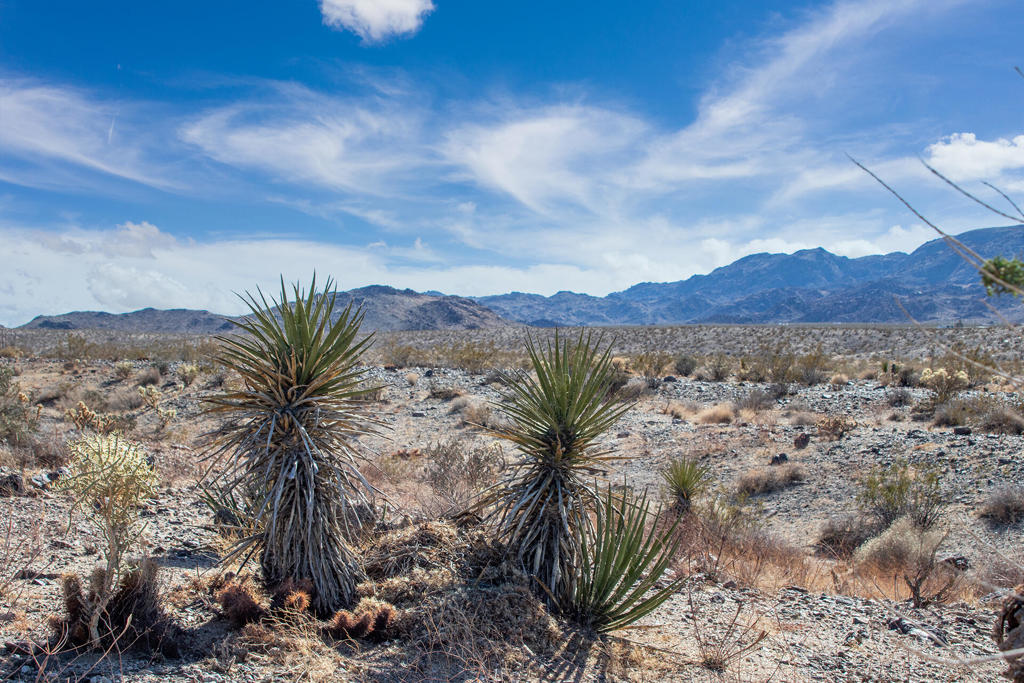 MLS #219131400PS image #6