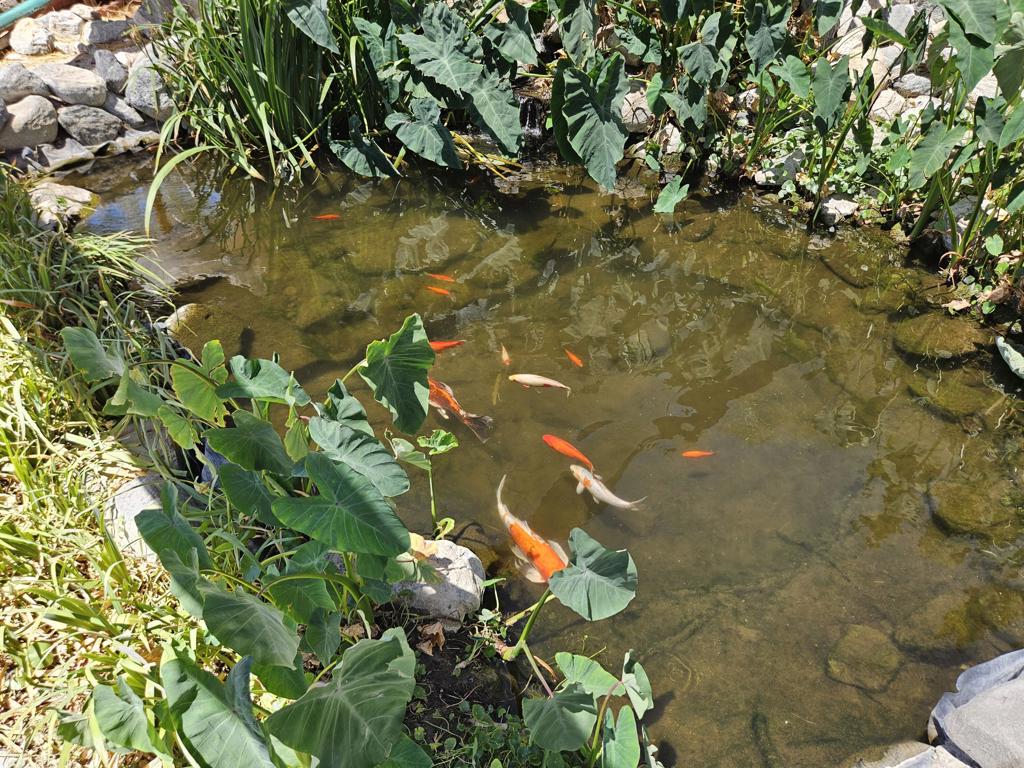 MLS #219132218PS image #11