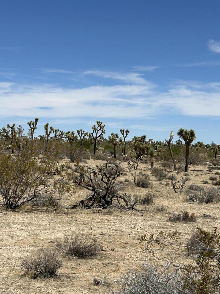 MLS #219133233DA image #4