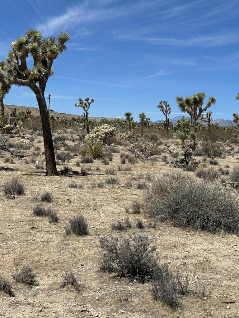 MLS #219133233DA image #6