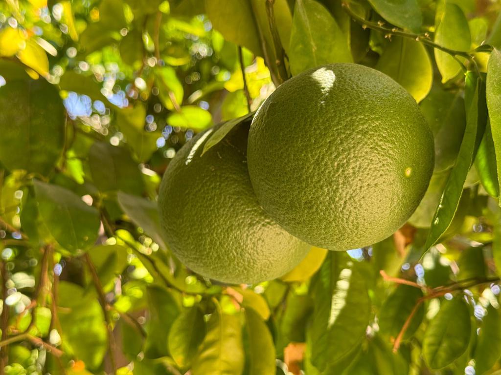 MLS #219133248DA image #13