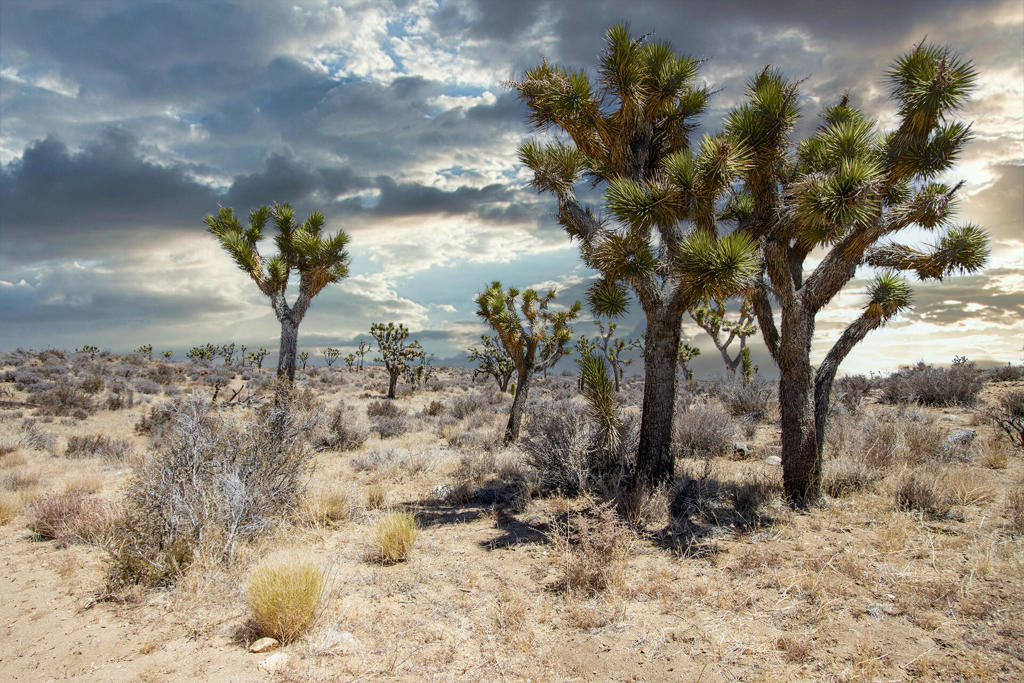 MLS #219133468PS image #0