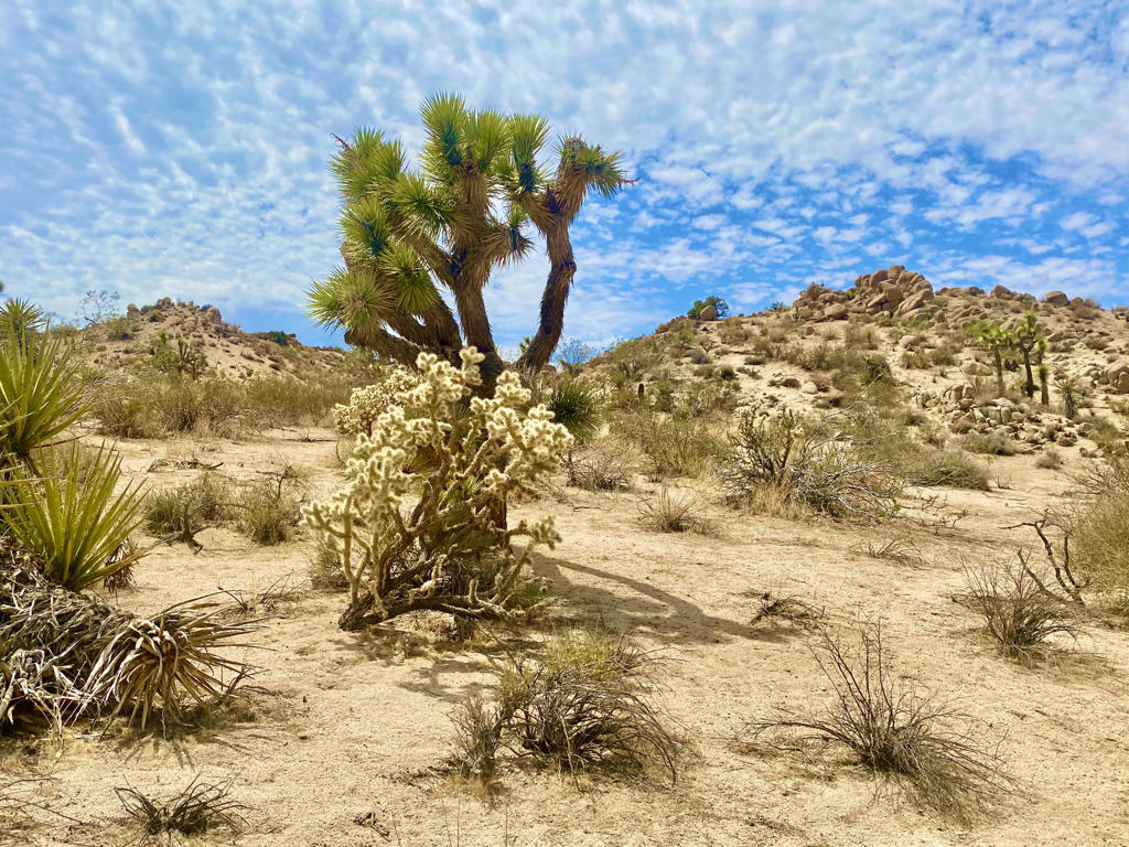 MLS #219133472PS image #14