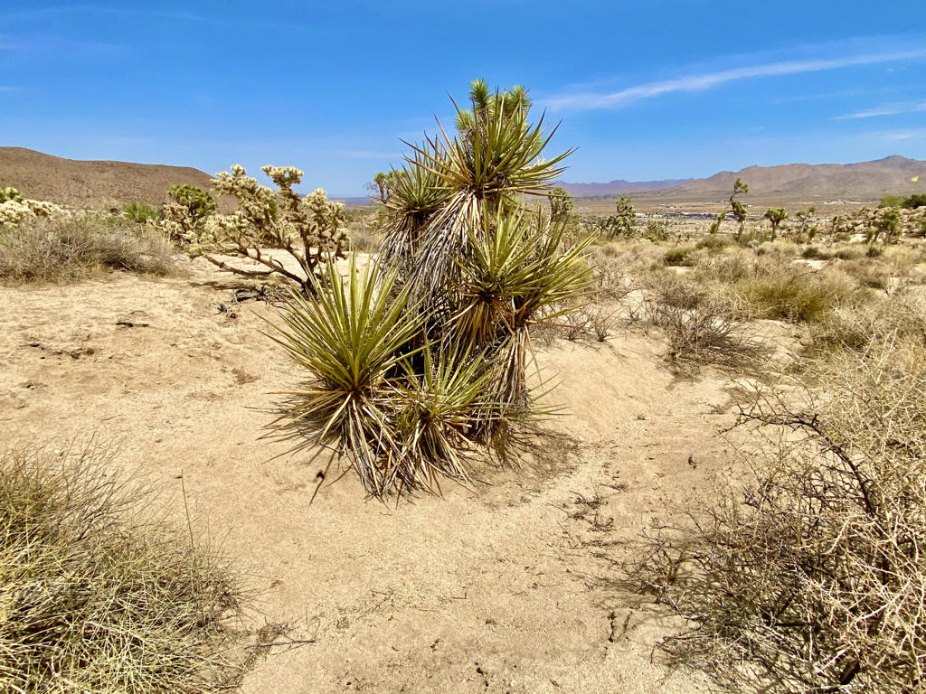 MLS #219133472PS image #19