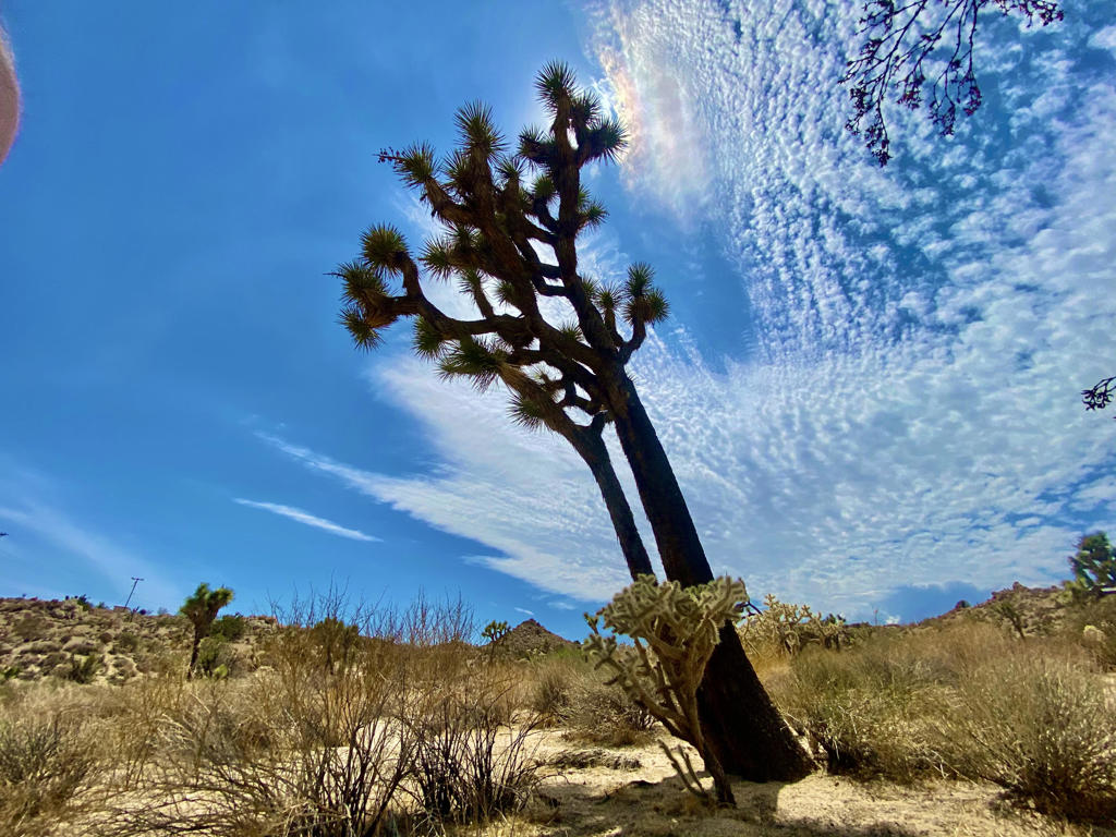 MLS #219133472PS image #22