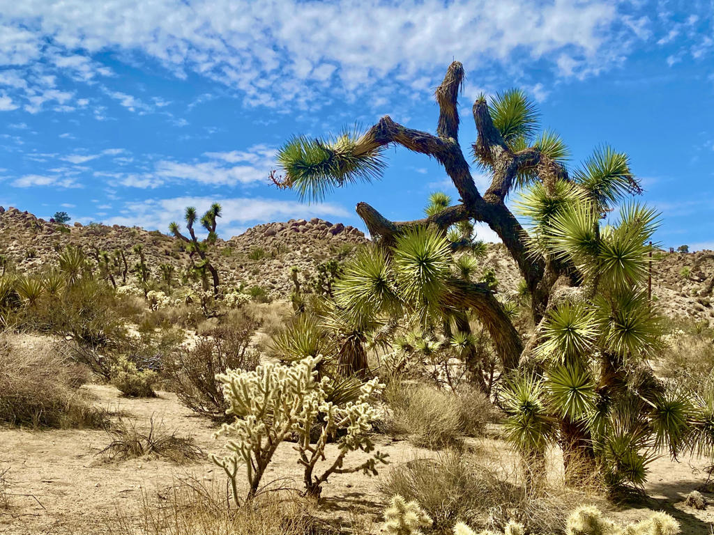 MLS #219133472PS image #29