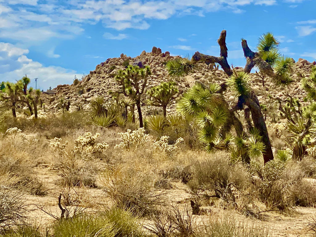 MLS #219133472PS image #32