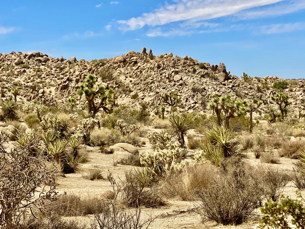 MLS #219133472PS image #39