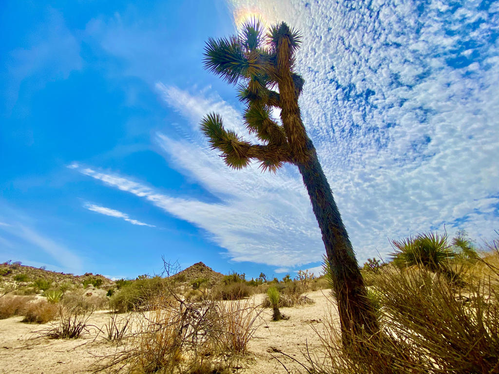 MLS #219133472PS image #9