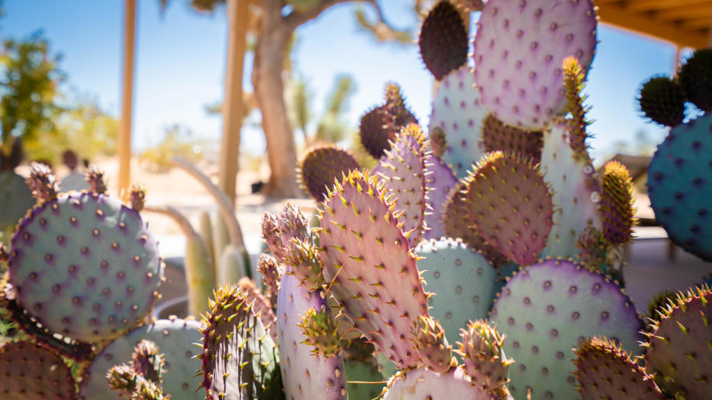 MLS #219133845DA image #63