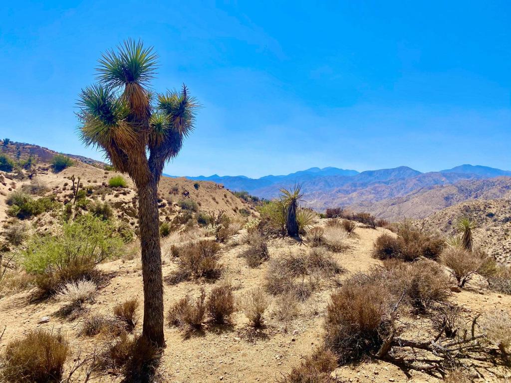 MLS #219134822PS image #33