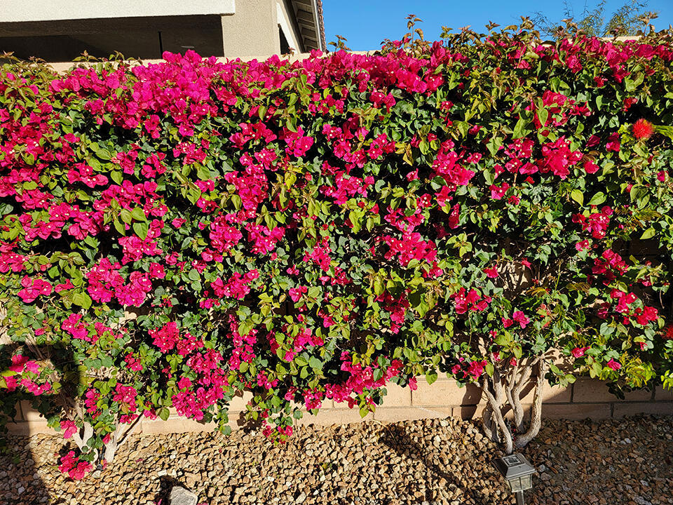 MLS #219135138DA image #36