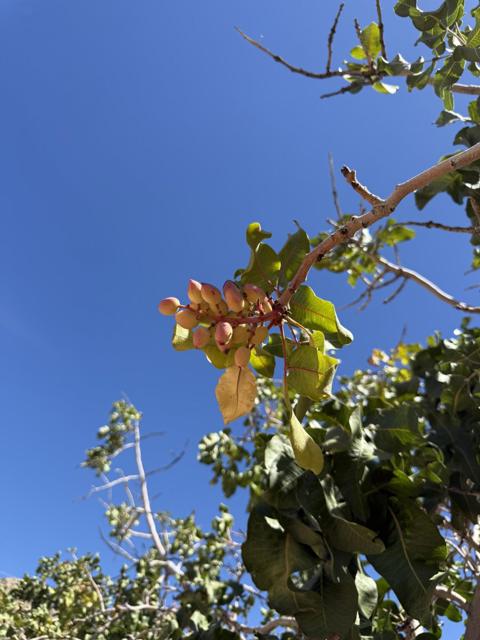 MLS #219135965PS image #8