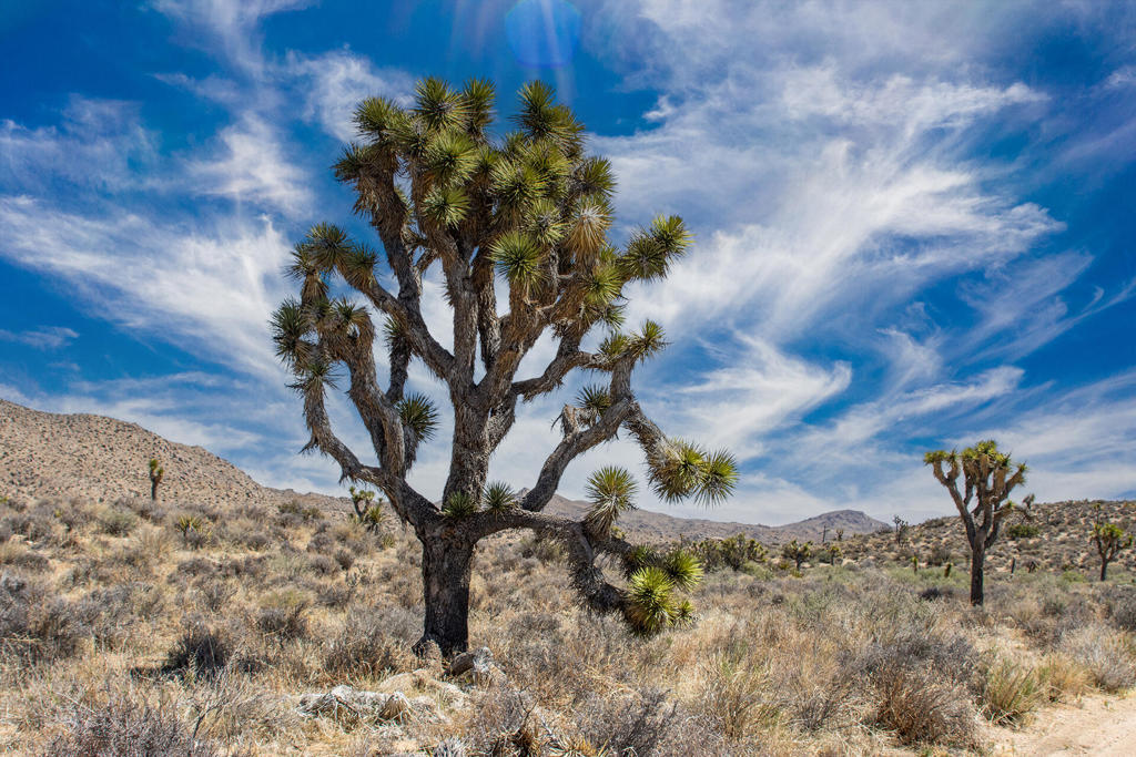 MLS #219136632PS image #12