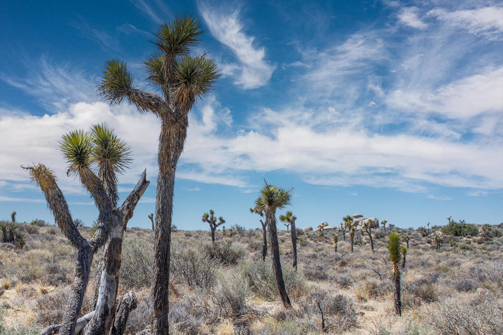 MLS #219136632PS image #7