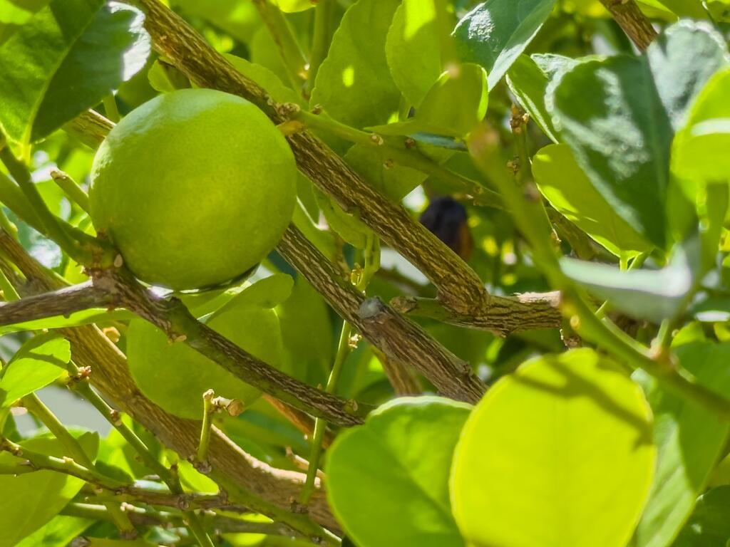 MLS #219136643DA image #34