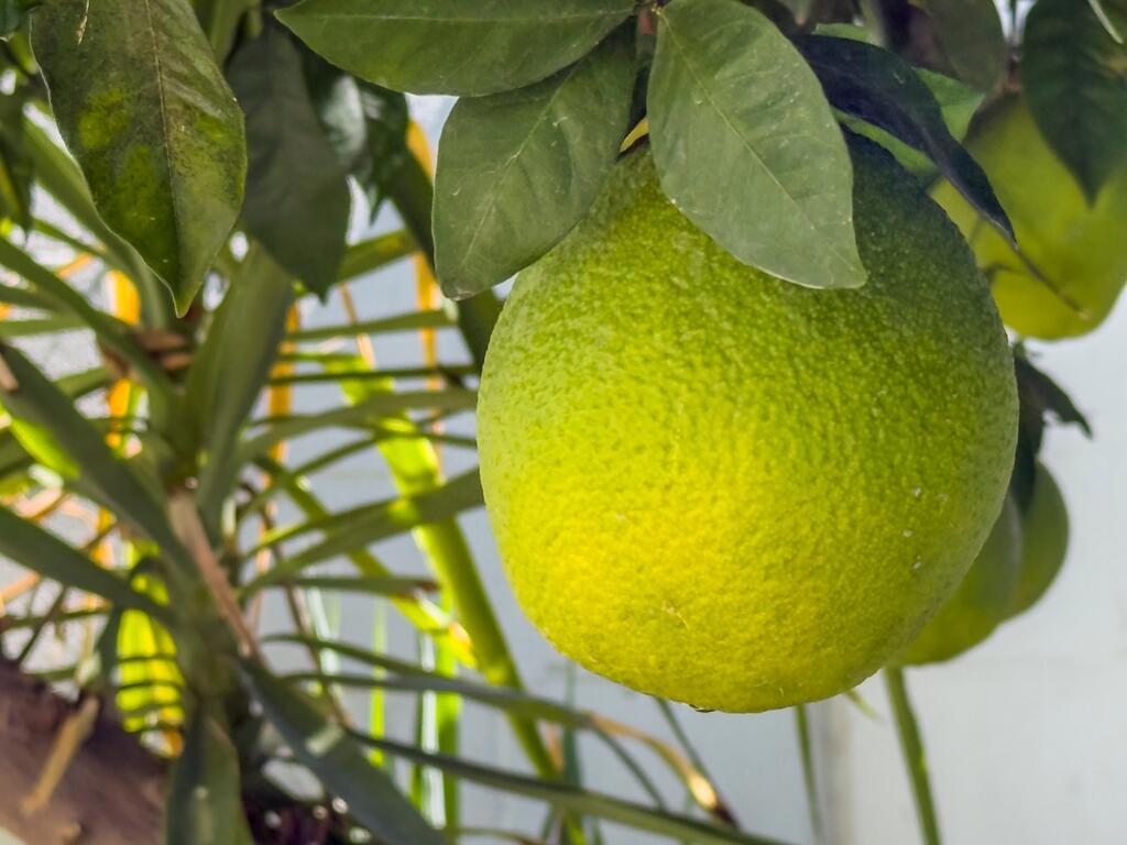 MLS #219136643DA image #35