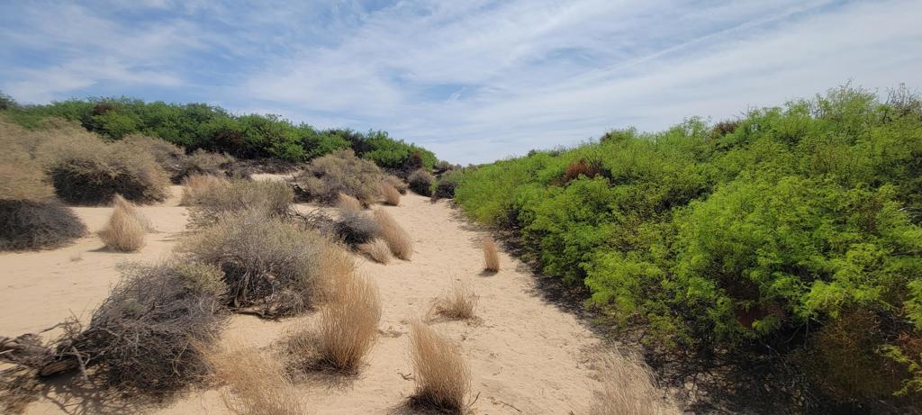 MLS #219137102PS image #10