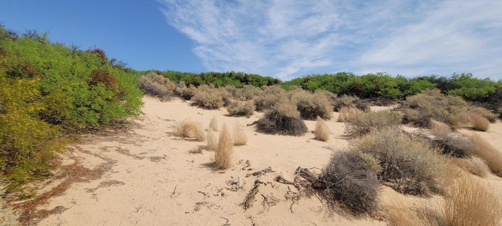 MLS #219137102PS image #29