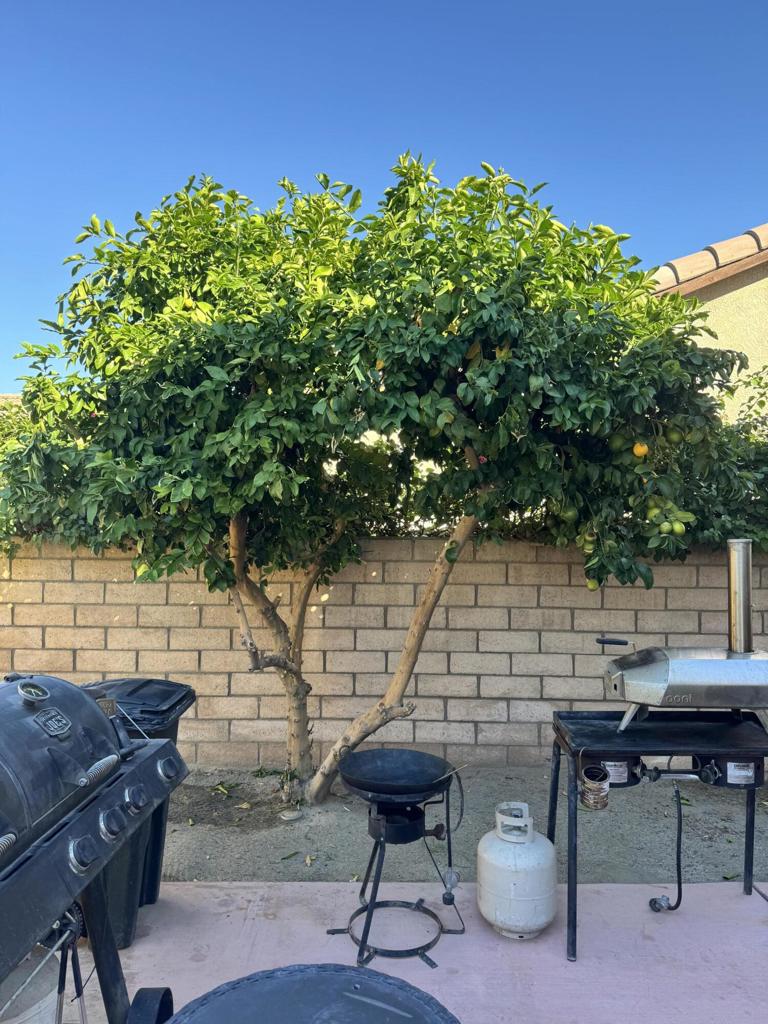 MLS #219137276PS image #6