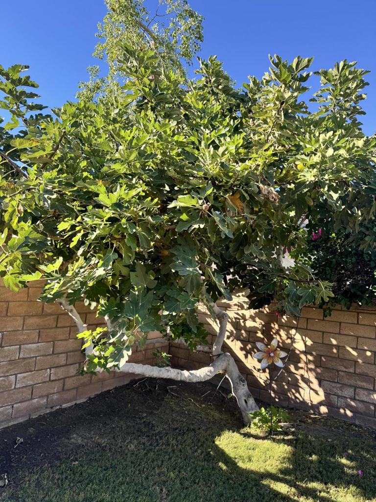 MLS #219137276PS image #7