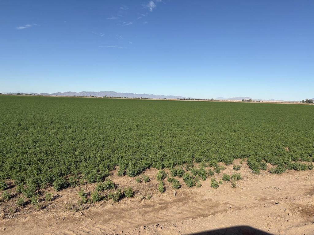 MLS #219137378DA image #13