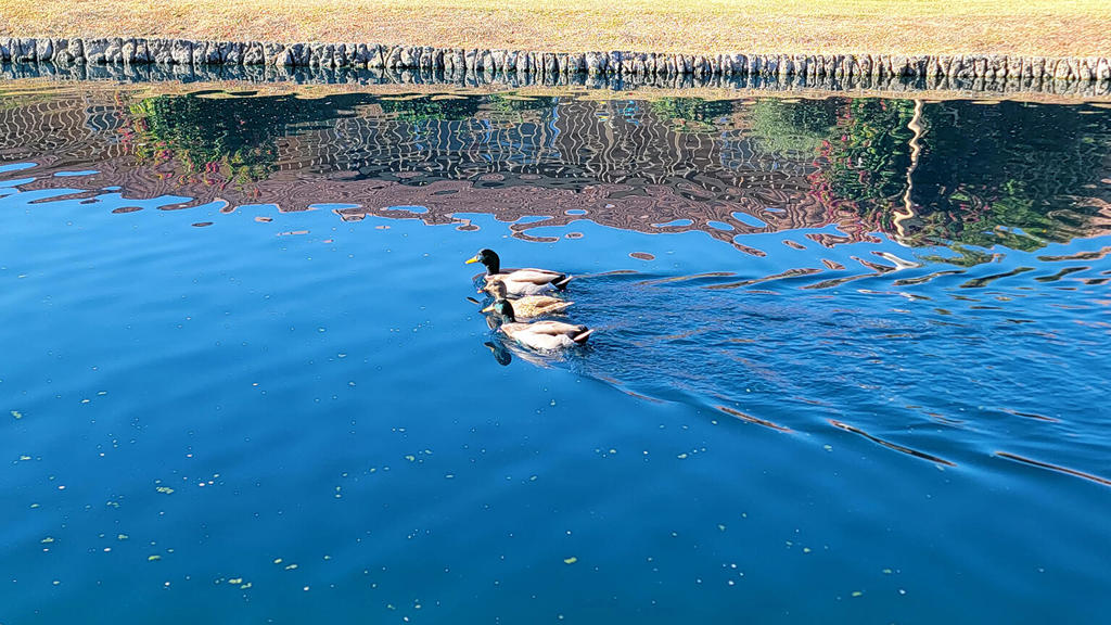 MLS #219137494DA image #45